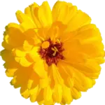 calendula daisy 300x300