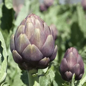 Artichoke: Violet de Provence