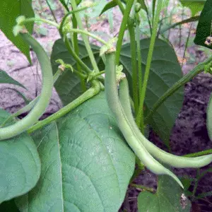 Bush bean: Contender