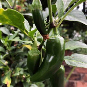 Chilli pepper – Jalapeño