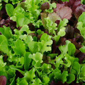 Lettuce – Gourmet Blend