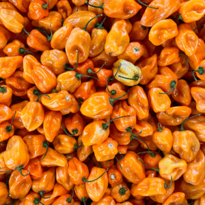 Chilli pepper: Habanero (red/yellow mix)