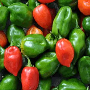 Chilli pepper: Habanero (red/yellow mix)