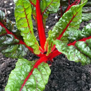 Chard: Swiss Chard Jewel Mix