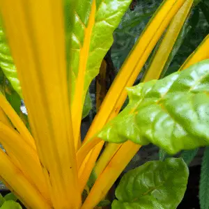 Chard: Swiss Chard Jewel Mix