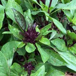 Basil: Thai Siam Queen