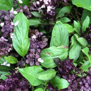 Basil: Thai Siam Queen