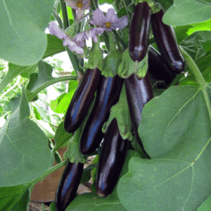 Egg plant: Long Purple