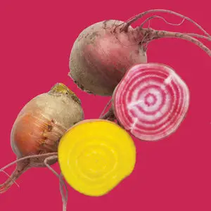 Beet: Rainbow Blend