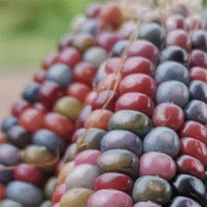 Corn: Glass Gem