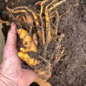 Turmeric rhizomes