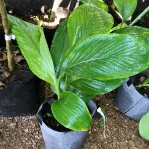 Turmeric rhizomes