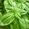 Sweet Basil