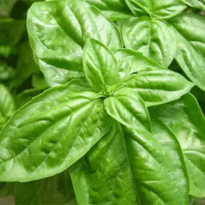 Basil: Sweet