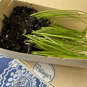 Seedling plug mystery box – POTAGER Kitchen Gardens & Pottery