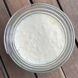 Milk Kefir Grains