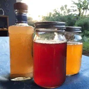 Kombucha Scoby