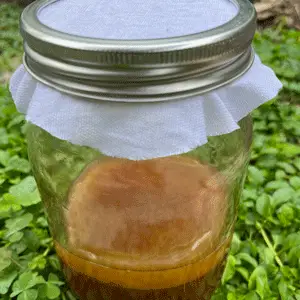 Kombucha Scoby