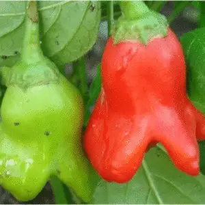 Chilli pepper: Bishop’s Crown