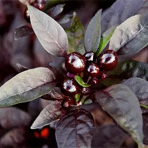 Chilli pepper: Black Pearl