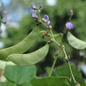 Pole bean: Green Hyacinth/Lab Lab