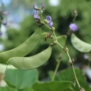 Pole bean: Green Hyacinth/Lab Lab