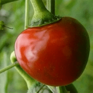 Chilli pepper: Cherry Bomb