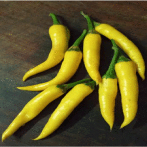 Chilli pepper: Golden Cayenne