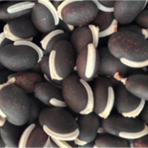 Bean – Green Hyacinth Pole bean