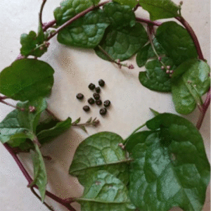 Spinach: Red Malabar (Ceylon)