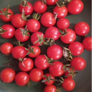 Tomato: Matt’s Wild Cherry