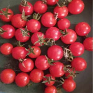 Tomato: Matt’s Wild Cherry