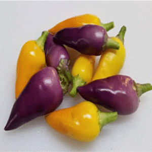 Chilli pepper: Molly Ornamental