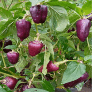 Sweet pepper: Purple Flame