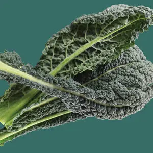 Kale: Dinosaur / Tuscan