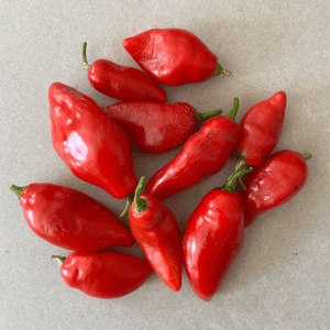 Chilli pepper: Rocoto Red