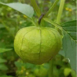 Tomatillo: Green Verde