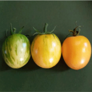 Tomato – Topaz (Huan U)