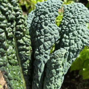 Kale: Tuscan/Dinosaur