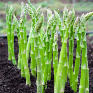 Asparagus crowns