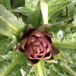 Artichoke: Violet de Provence