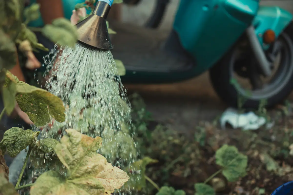 You are currently viewing Opinion: Hand watering is my preference