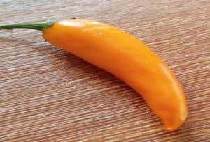 Chilli pepper: Bulgarian Carrot