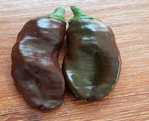 Chilli pepper: Berbere (Ethiopian Brown)