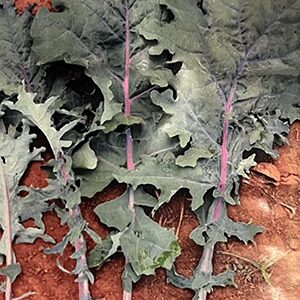Kale: Red Russian