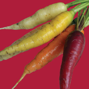 Carrot: Rainbow Blend