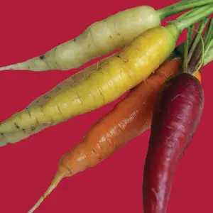 Carrot: Rainbow Blend