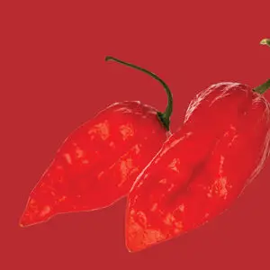 Chilli pepper: Ghost Chilli / Bhut Jolokia