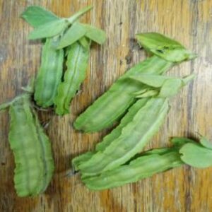 Bean: Winged beans/Asparagus peas