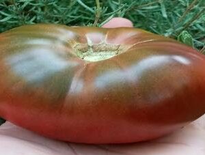 Tomato: Black Krim